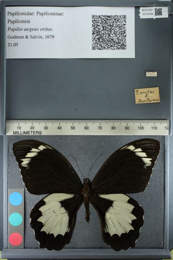 Media type: image;   Entomology 176768